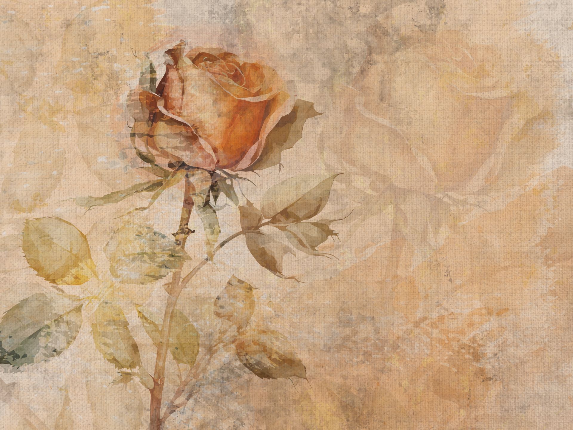 Z416.1 Rosa