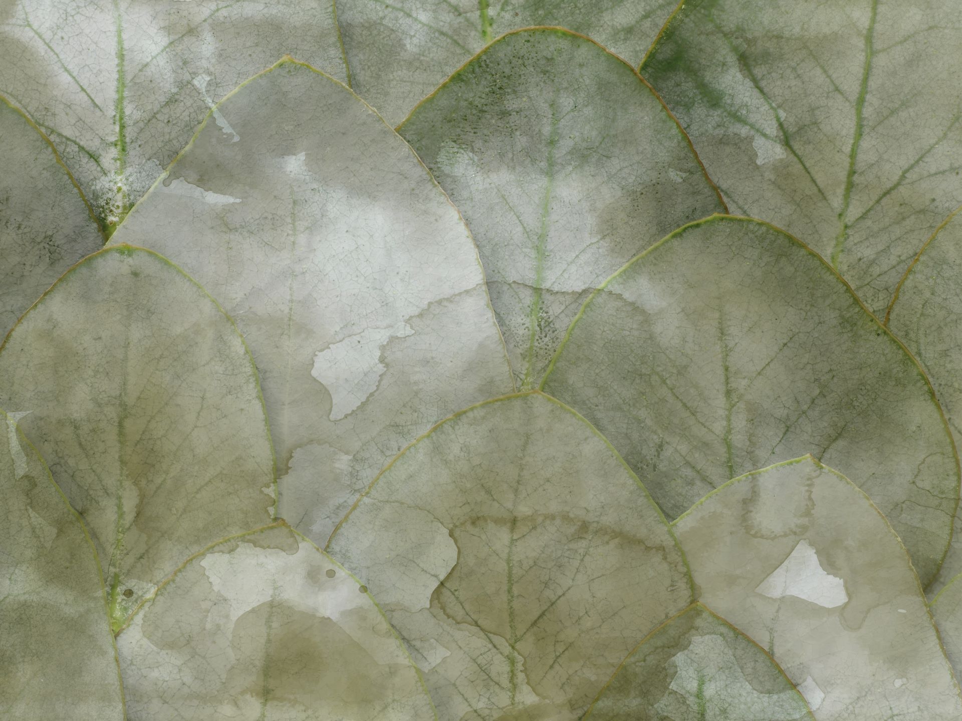 Z596.5_Momento_di_riflessioni_carta_da_parati_wallpaper_manarti_collezione_soft Momento di riflessioni è una carta da parati realizzata da Manarti
