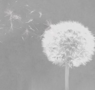 Dandelion dreams è una carta da parati realizzata da Manarti