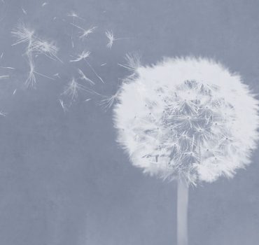 Dandelion dreams è una carta da parati realizzata da Manarti