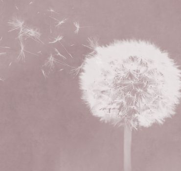 Dandelion dreams è una carta da parati realizzata da Manarti
