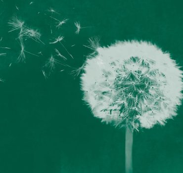 Dandelion dreams è una carta da parati realizzata da Manarti