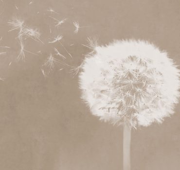 Dandelion dreams è una carta da parati realizzata da Manarti