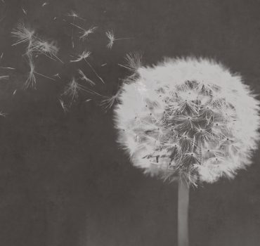Dandelion dreams è una carta da parati realizzata da Manarti