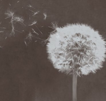 Dandelion dreams è una carta da parati realizzata da Manarti