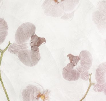Orchidee compresse è una carta da parati realizzata da Manarti