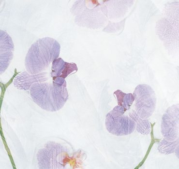 Orchidee compresse è una carta da parati realizzata da Manarti