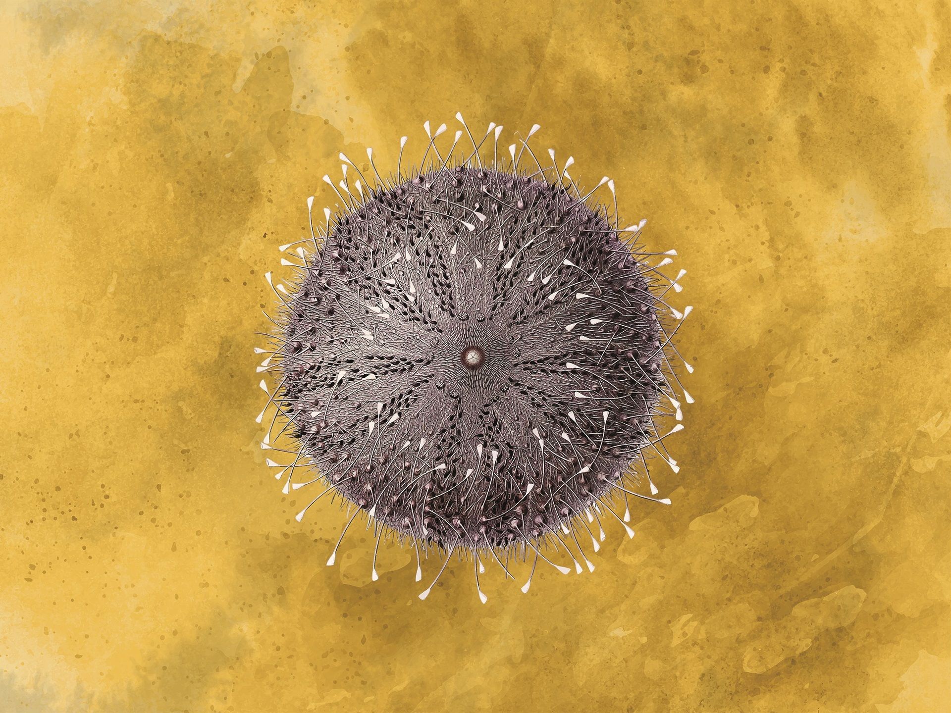 Z186.1 Il Riccio