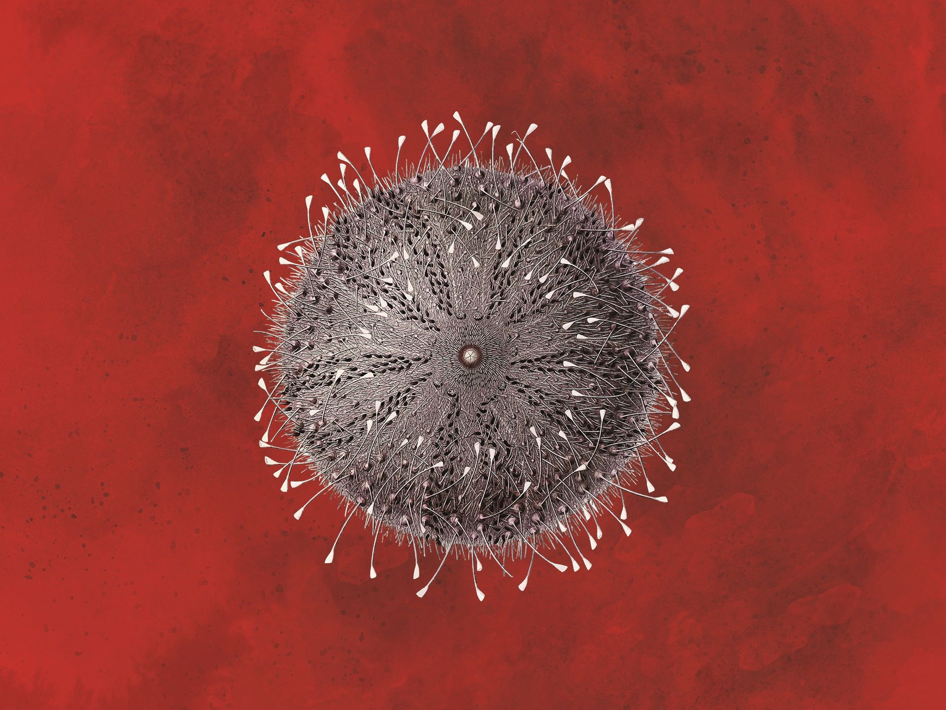 Z186.3 Il Riccio