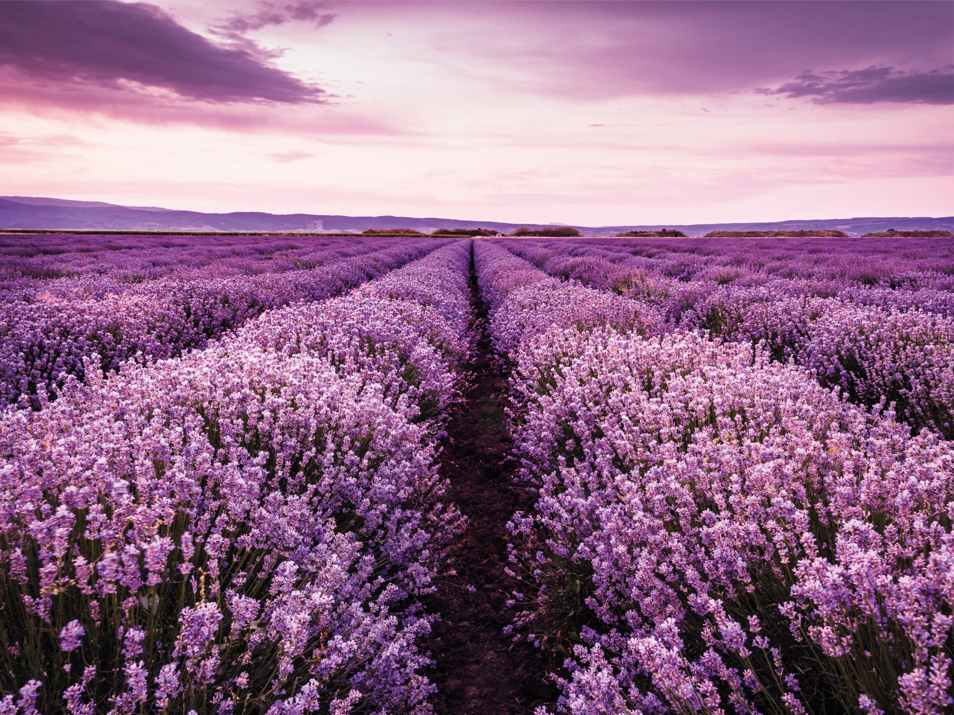 3 Lavanda