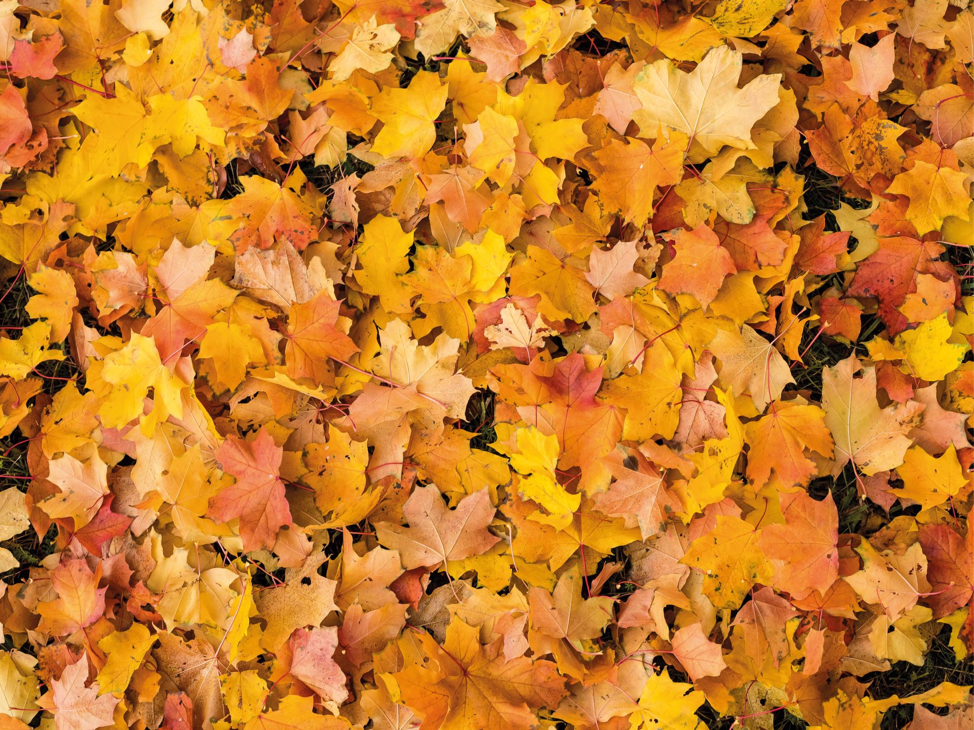 6 Foglie d'Autunno