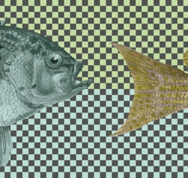 Rockstar fish è una carta da parati realizzata da Manarti